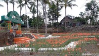 Pantauan detikcom di kebun bunga Amarilis Sukadi, tampak belum banyak bunga yang bermekaran. Tampak pula beberapa bunga yang sudah mekar namun layu karena kekurangan asupan air (Foto: Pradito Rida Pertana/detikcom)