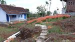 Potret Kebun Bunga Amarilis Layu, Banyak Wisatawan Kecele