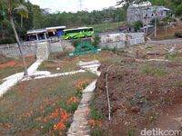 Banyak wisatawan kecele saat berkunjung ke kebun bunga amarilis 
