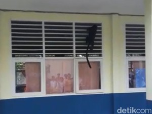 Lutung Jawa Masuk ke SMAN 2 Serang Bikin Heboh Sekolahan