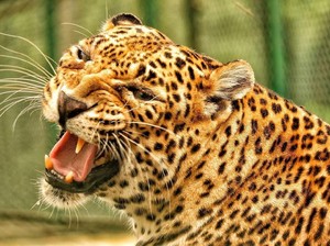 Tamu Tak Terduga, Macan Buas Mampir Saat Keluarga Ini Makan Malam