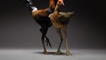 Rayakan Keberagaman Cinta, Fotografer Ini Pakai Ayam untuk Foto Romantis