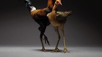 Beragam jenis ayam, dari warna, penampilan, hingga ukuran dikumpulkan Moreno dan Matteo untuk menciptakan keberagaman dalam karya mereka kali ini. Foto: Moreno Monti & Matteo Tranchellini