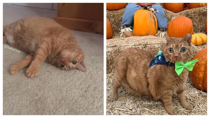 Tampilan menggemaskan Potato the Cat. Foto: Instagram/therealcatato Tampilan menggemaskan Potato the Cat. Foto: Instagram/therealcatato