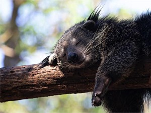 Ini Binturong, Hewan Langka Berbau Popcorn