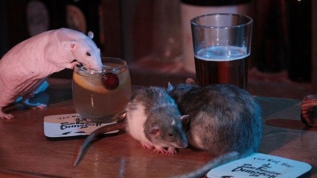 Karena Tikus di Restoran, Ada Pengunjung yang Terluka hingga Masuk Penjara