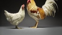 Setelah memilih hasil dari foto-foto ayam ini, Moreno kemudian merangkainya dalam buku terbarunya. Foto: Moreno Monti & Matteo Tranchellini