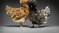 Bukan foto pasangan manusia. Tapi dua fotografer ini memutuskan untuk menggunakan ayam dengan pasangan ayam itu masing-masing, untuk menggambarkan keberagaman cinta dari sudut yang baru. Foto: Moreno Monti & Matteo Tranchellini
