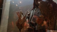 Untuk membantu perburuan di padang gurun, suku ini memakai burung alap-alap atau falcon sebagai mata. Burung falcon akan dilatih untuk berburu kelinci, kemudian hasilnya untuk dimakan oleh suku Bedoiun. Ini mengapa falcon menjadi lambang dari Uni Emirat Arab. (Bonauli/detikcom)