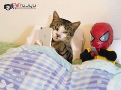 Aksi Lucu Kucing & Spiderman yang Bikin Gemas