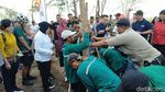 Risma Tanam 1.000 Pohon Tabebuya di Gelora Bung Tomo