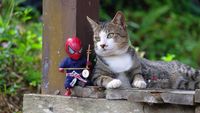 Aksi Lucu Kucing u0026 Spiderman yang Bikin Gemas