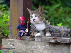 Aksi Lucu Kucing & Spiderman yang Bikin Gemas