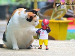 Aksi Lucu Kucing & Spiderman yang Bikin Gemas