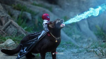 Kucing beraksi seperti Toothless. Foto: Bored Panda