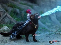 Aksi Lucu Kucing & Spiderman yang Bikin Gemas