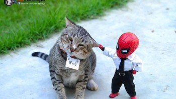 Nakal ini kucing, pasti ambil ikan dari tetangga lagi. Foto: Bored Panda