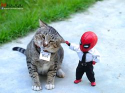 Aksi Lucu Kucing & Spiderman yang Bikin Gemas