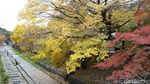 Membuktikan Keindahan Musim Gugur di Kyoto