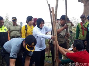 Bunga Tabebuya Percantik Stadion Gelora Bung Tomo