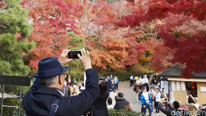 Diperkirakan, pekan ini merupakan puncak musim gugur (autumn) di Kyoto, Jepang. yuk lihat.