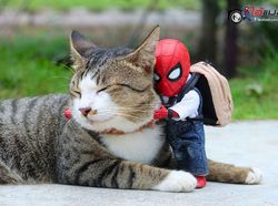 Aksi Lucu Kucing & Spiderman yang Bikin Gemas