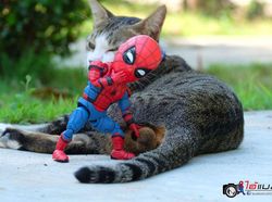 Aksi Lucu Kucing & Spiderman yang Bikin Gemas