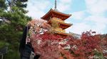 Membuktikan Keindahan Musim Gugur di Kyoto