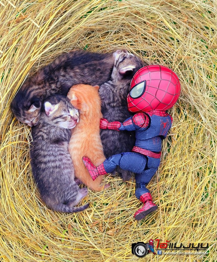 Aksi Lucu Kucing & Spiderman yang Bikin Gemas