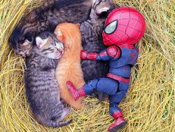 Aksi Lucu Kucing & Spiderman yang Bikin Gemas