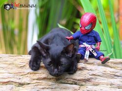 Aksi Lucu Kucing & Spiderman yang Bikin Gemas