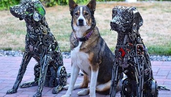 Hayo, mana anjing yang asli? Foto: Bored Panda