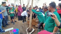 Risma tampak menguruk batang pohon yang baru ditanam.