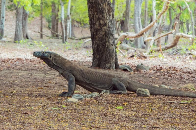 komodo