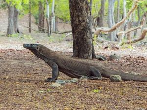 Sengkarut Harga Tiket Komodo, Citra Labuan Bajo Jadi Buruk di Mata Wisatawan