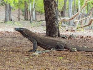 Sengkarut Harga Tiket Komodo, Citra Labuan Bajo Jadi Buruk di Mata Wisatawan