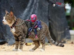 Aksi Lucu Kucing & Spiderman yang Bikin Gemas