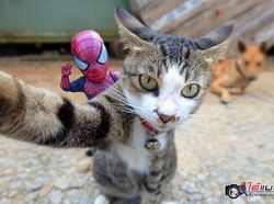 Aksi Lucu Kucing & Spiderman yang Bikin Gemas