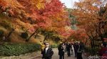 Membuktikan Keindahan Musim Gugur di Kyoto