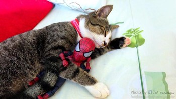 Bobo siang bersama. Foto: Bored Panda