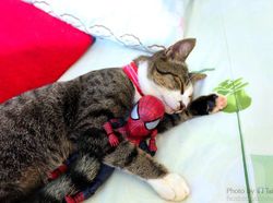 Aksi Lucu Kucing & Spiderman yang Bikin Gemas