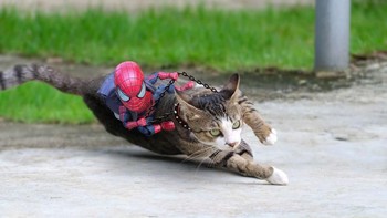 Ayo, cing cepat larinya. Foto: Bored Panda