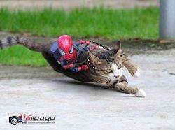Aksi Lucu Kucing & Spiderman yang Bikin Gemas