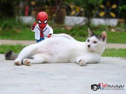 Aksi Lucu Kucing & Spiderman yang Bikin Gemas