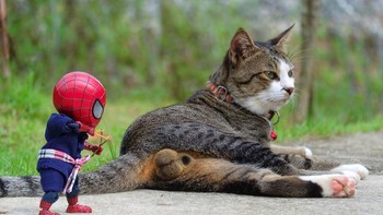 Eh eh eh, jangan main tebak aja Spiderman. Foto: Bored Panda