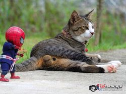 Aksi Lucu Kucing & Spiderman yang Bikin Gemas