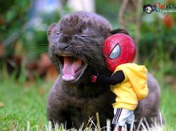 Aksi Lucu Kucing & Spiderman yang Bikin Gemas