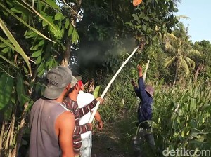 Di Banyuwangi, Larva Tawon Vespa Diolah Jadi Kuliner Penambah Stamina