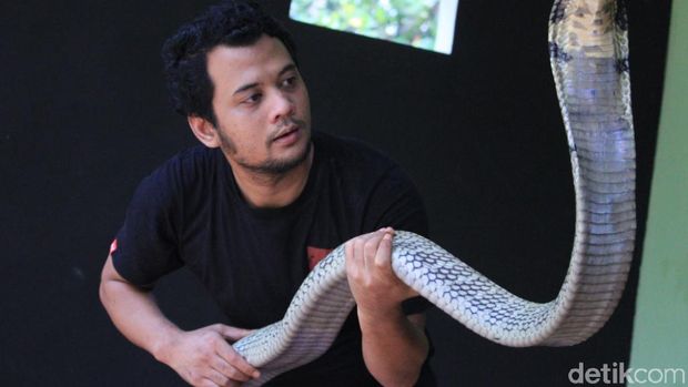 Panji petualang
