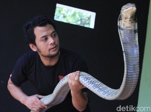 3 Warga Bandung Tewas Karena Ular, Ini Kata Panji Petualang